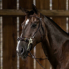 US Jumping Hackamore Bridle - Brown