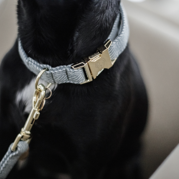 Pale blue dog sales collar