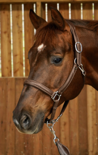 Working Soft Leather Headcollar - Brown