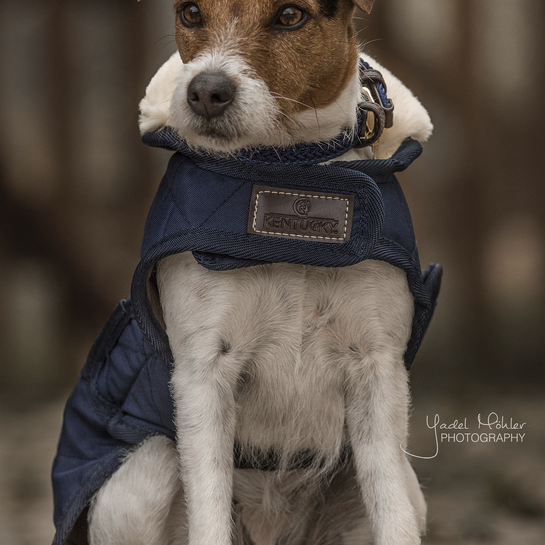 Original Dog Coat - Navy